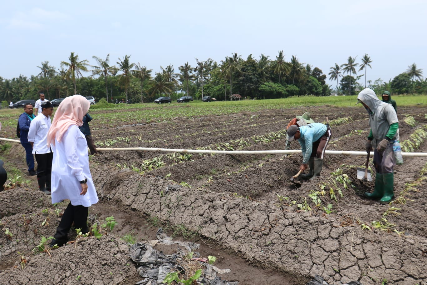 Pemkab Banyuwangi Jemput Bola Dengar Keluhan Petani Saat Musim Kemarau