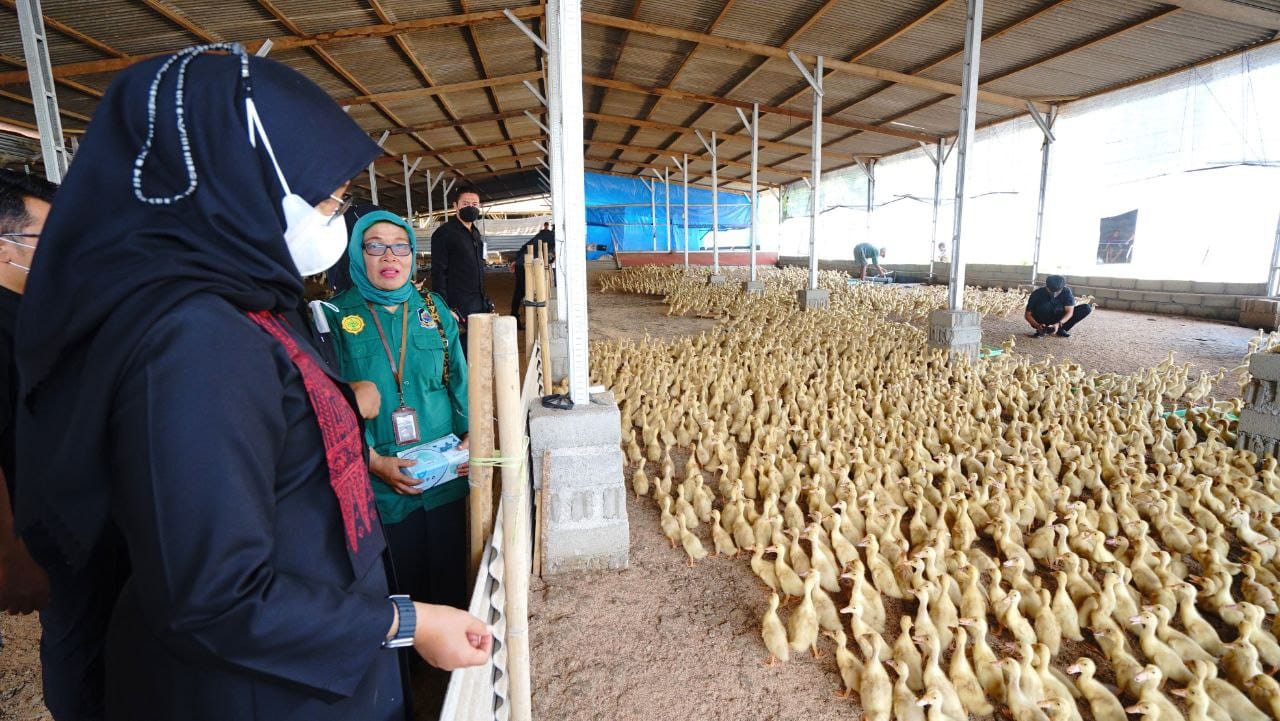 Dikelola dengan Baik, Ternak Bebek di Banyuwangi Mampu Produksi 2 Ribu Ekor per Hari