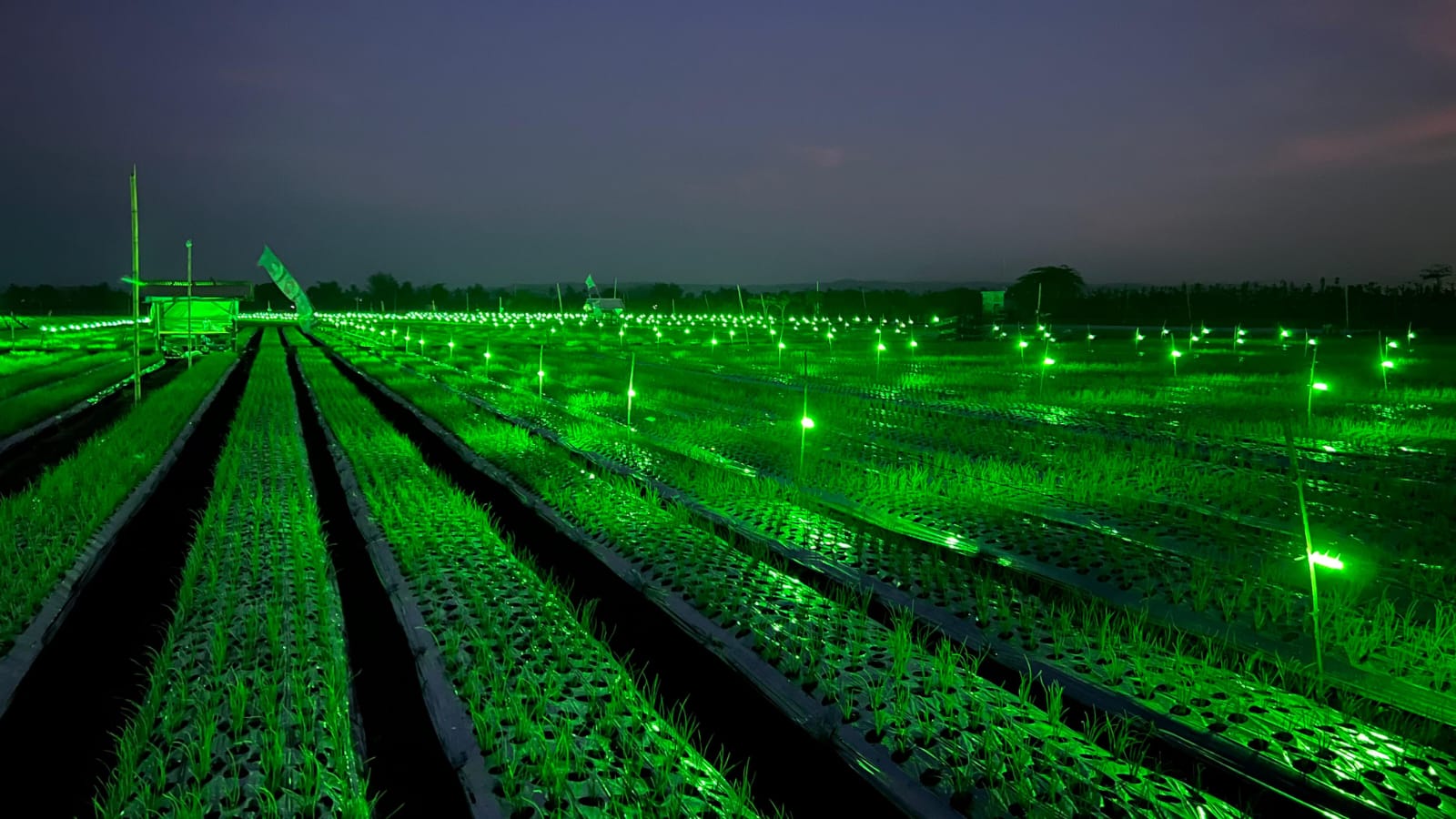 Pakai Light Trap, Petani Bawang Merah di Banyuwangi Makin Produktif
