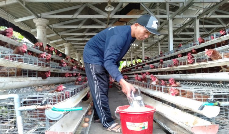Banyuwangi Surplus Ayam Petelur dan Sapi Potong