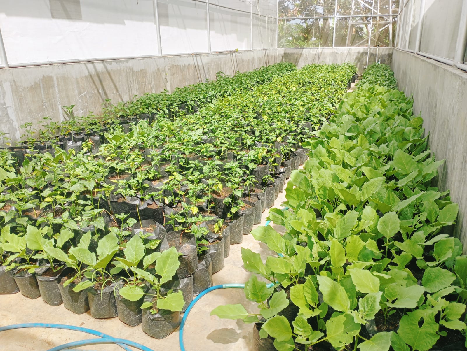 Inovasi Terbaru: Green House sebagai Solusi Ketahanan Pangan di Banyuwangi