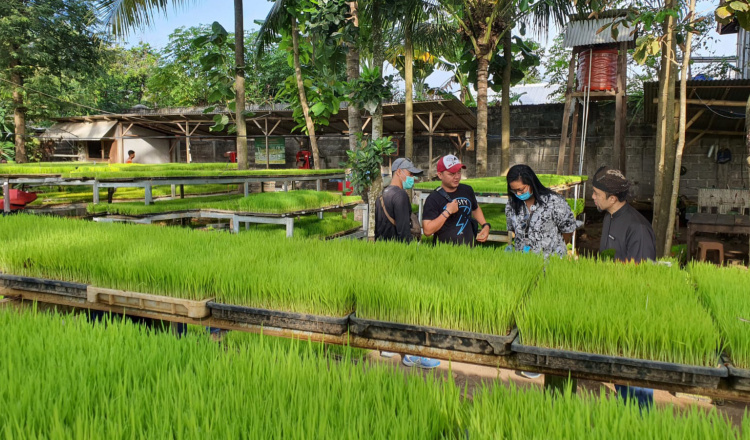 Inovasi Pertanian Terkini: Dispertan Banyuwangi Dorong Petani Terapkan Teknik IP 400