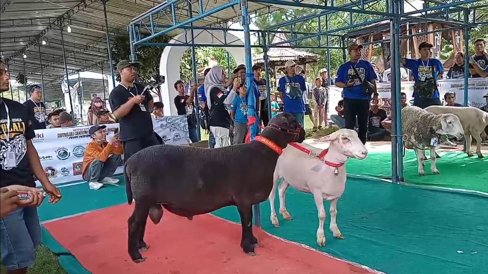 Prestasi Unggul: Banyuwangi Menorehkan Tiga Kemenangan dalam Kontes Ternak Tingkat Nasional