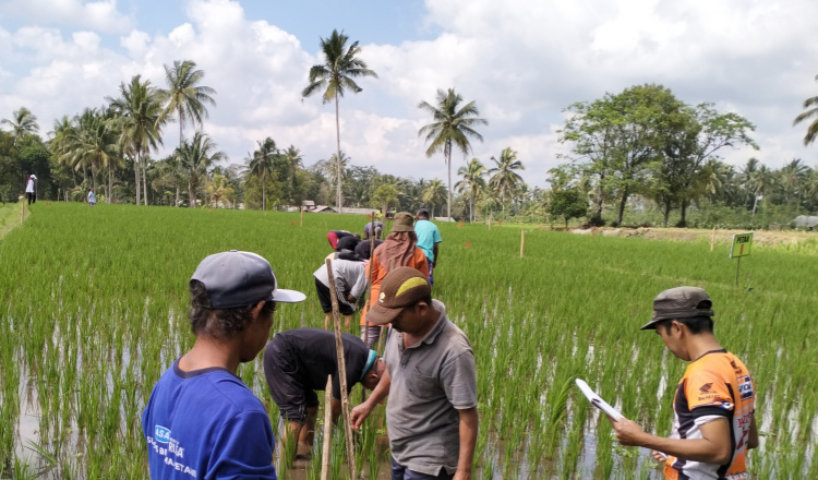 Dampak Positif Program Penerapan PHT di Kelompok Tani Sawung Bangkok Banyuwangi