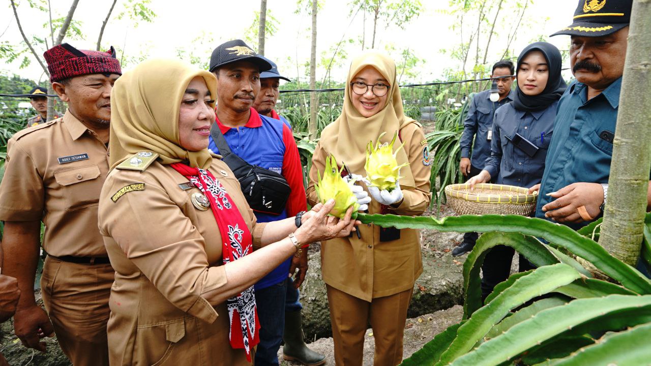 80 Persen Buah Naga Kuning Banyuwangi Disuplai ke Supermarket Besar