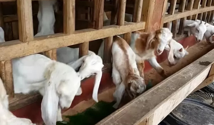 Keberhasilan Peternak Kambing di Banyuwangi: Dari 80 Ekor Menjadi 670 Ekor