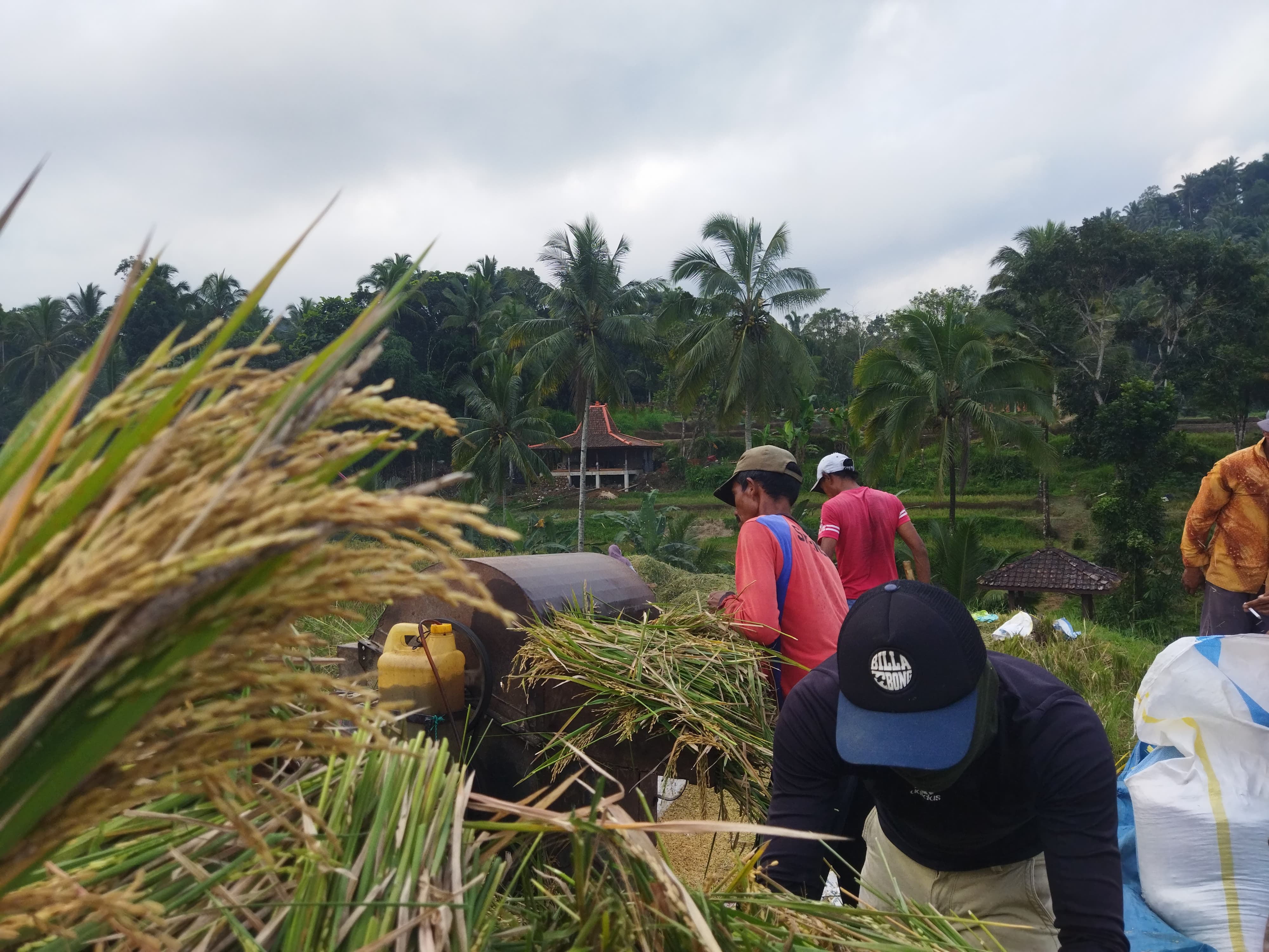 Program Inovatif Dispertan Banyuwangi Tingkatkan Hasil Pertanian Padi